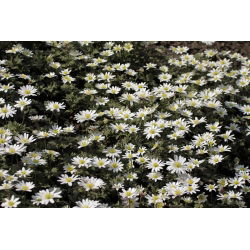 Zawilec grecki - White Splendour - 8 szt.