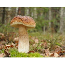 Borowik brzozowy - grzybnia