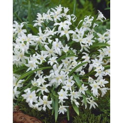 Śnieżnik lśniący biały - Chionodoxa luciliae alba - 10 szt.