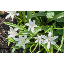 Śnieżnik lśniący biały - Chionodoxa luciliae alba - 10 szt.