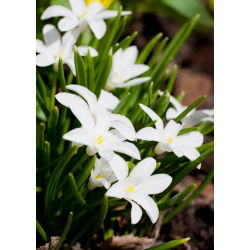 Śnieżnik lśniący biały - Chionodoxa luciliae alba - 10 szt.