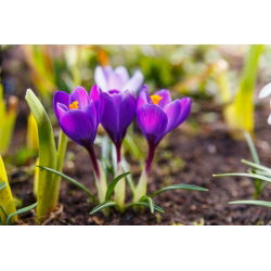 Krokus Flower Record - 10 szt.