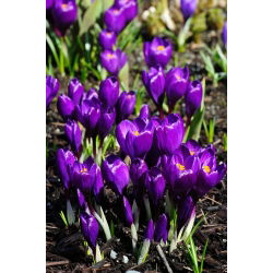 Krokus Flower Record - 10 szt.