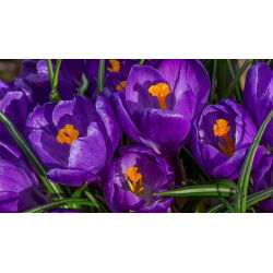 Krokus Flower Record - 10 szt.