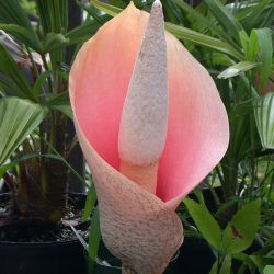 Dziwidło różowe - Amorphophallus bulbifer - 1 rzadkie kłącze