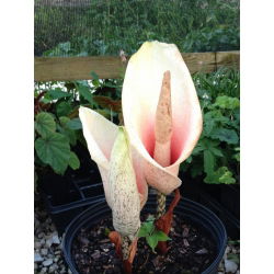 Dziwidło różowe - Amorphophallus bulbifer - 1 rzadkie kłącze