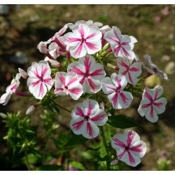 Floks (Phlox) - Płomyk wiechowaty - Twister - 1 kłącze