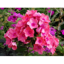 Floks (Phlox) - Płomyk wiechowaty - Windsor - 1 kłącze