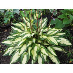 Funkia - Hosta Cherry Berry - 1 kłącze