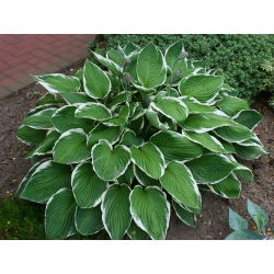 Funkia - Hosta Carol - 1 kłącze