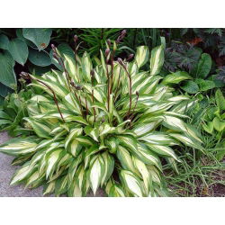 Funkia - Hosta Cherry Berry - 1 kłącze