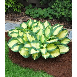 Funkia niska - Hosta Popcorn - 1 kłącze