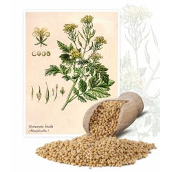 Gorczyca biała konsumpcyjna - 1 kg - 130000 nasion