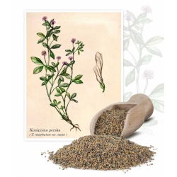 Koniczyna perska Gorby - 1 kg