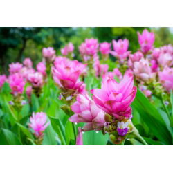 Kurkuma różowa - Curcuma Rose