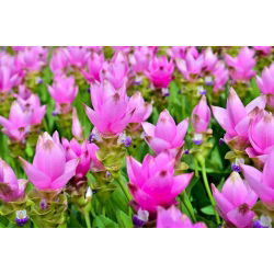 Kurkuma różowa - Curcuma Rose