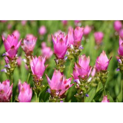 Kurkuma różowa - Curcuma Rose