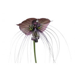 Kwiat nietoperz - Tacca chantrieri Black
