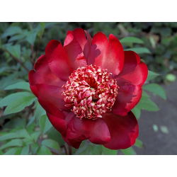 Piwonia, Paeonia - Nippon Beauty - 1 kłącze