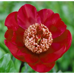 Piwonia, Paeonia - Nippon Beauty - 1 kłącze