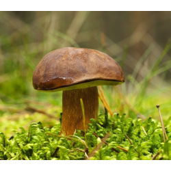 Podgrzybek brunatny - grzybnia