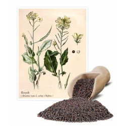 Rzepik paszowy Brachina - 1 kg