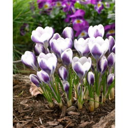 Krokus Prins Claus - 10 szt.
