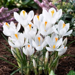 Krokus Jeanne d'Arc - 10 szt.