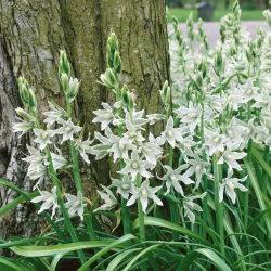 Śniedek zwisły - Ornithogalum nutans - 10 szt.