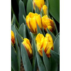 Tulipan Ravana - opak. 5 szt.
