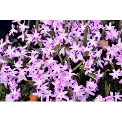 Śnieżnik lśniący różowy - Chionodoxa Rose Queen - 10 szt.