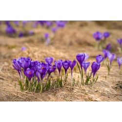 Krokus Flower Record - 10 szt.