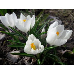 Krokus Jeanne d'Arc - 10 szt.