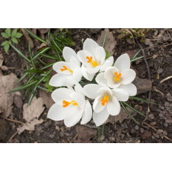 Krokus Jeanne d'Arc - 10 szt.