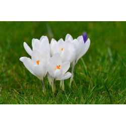 Krokus Jeanne d'Arc - 10 szt.