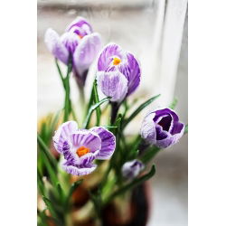 Krokus King of the Striped - 10 szt.