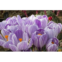 Krokus King of the Striped - 10 szt.