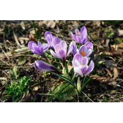Krokus King of the Striped - 10 szt.