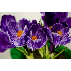 Krokus King of the Striped - 10 szt.