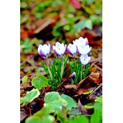Krokus Prins Claus - 10 szt.