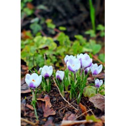 Krokus Prins Claus - 10 szt.