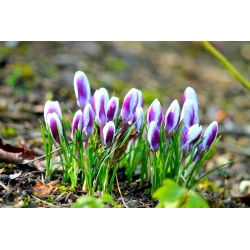 Krokus Prins Claus - 10 szt.