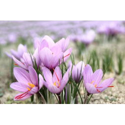 Krokus Sativus - Szafran! - 10 szt.