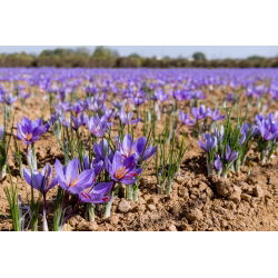 Krokus Sativus - Szafran! - 10 szt.
