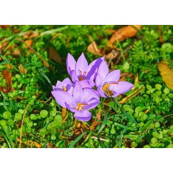 Krokus Sativus - Szafran! - 10 szt.