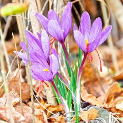Krokus Sativus - Szafran! - 10 szt.