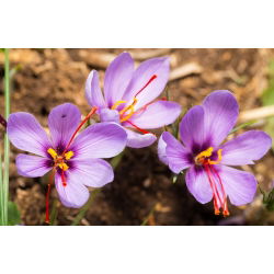 Krokus Sativus - Szafran! - 10 szt.