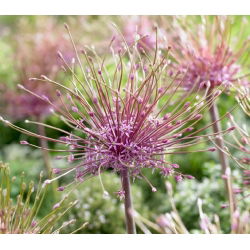 Czosnek ozdobny Szuberta - Allium Schubertii