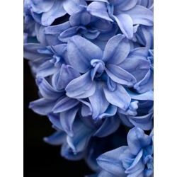 Hiacynt Blue Tango - pełny - op. 3 szt.