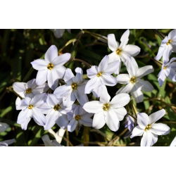 Ipheion - Ifejon - Alberto Castillo - 10 szt.